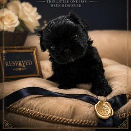 Brook - Black male Shih Tzu puppy in Montgomery, Texas from Furbourne Farms