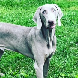 Moose - Weimaraner