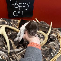 German Shorthaired Pointer Puppies from Ellis kennels
