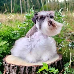 Harley - Miniature Schnauzer