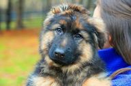 German Shepherd puppy being held