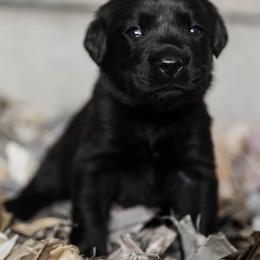 Golden Retriever and Labrador Retriever Puppies from Dublin Rise
