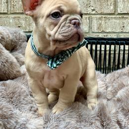 Ice T - Blue fawn male French Bulldog puppy in Minneapolis, Minnesota from Flyazz Frenchies Kennels