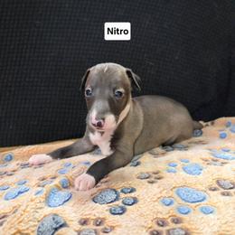 Nitro - Seal male Italian Greyhound puppy in Parsons, Kansas from Feathered Cactus Farm