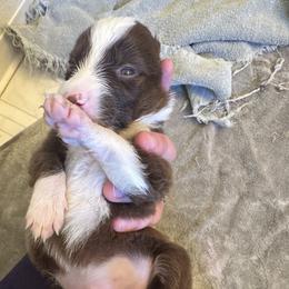Border Collie Puppies from Athena’s Collies