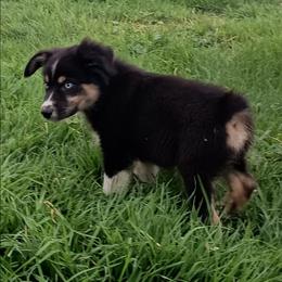 Charlie - Black tri-color male Australian Shepherd puppy in Ontario, Oregon from Eagle Valley Australian Shepherds