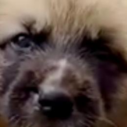 Cairn Terriers from Quiet Waters