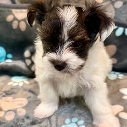 Hershey - Chocolate, tan and white male Yorkshire Terrier puppy in Crossville, Tennessee from Lil Britches Yorkies
