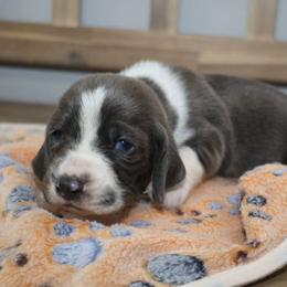 Apollo - Blue and white male Basset Hound puppy in Pflugerville, Texas from Mountain Momma Bassets