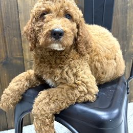 Bright green - Red male Irish Doodle puppy in Bloomfield, Iowa from Schooley Doodles