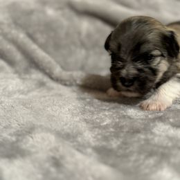 Berger Picard and Havanese Puppies from Rhythm Rock Ranch