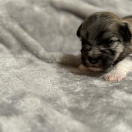 Berger Picard and Havanese Puppies from Rhythm Rock Ranch