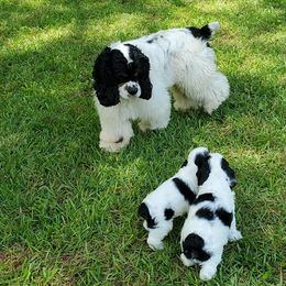 Cocker Spaniels from Claire's Cockers