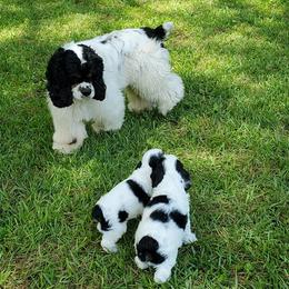 Cocker Spaniels from Claire's Cockers