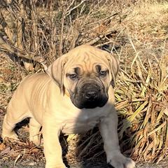 Atlas - Fawn male Boerboel puppy in Manassas, Virginia from Relentless Boerboels