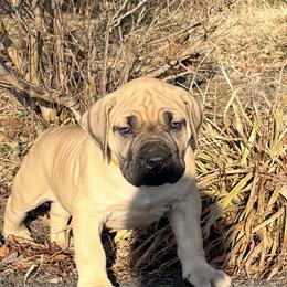 Atlas - Fawn male Boerboel puppy in Manassas, Virginia from Relentless Boerboels