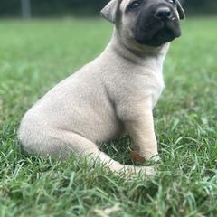 Perro de Presa Canario Puppies from Stephanie Ruiz