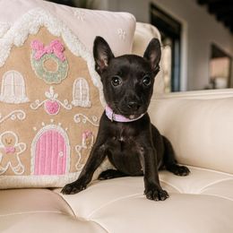 Chole - Gold brindle female Dutch Shepherd puppy in San Diego, California from TecK9s