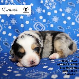 Denver - BMM2 - Blue merle male Toy Australian Shepherd puppy in Nacogdoches, Texas from TK Standard, Mini, & Toy Aussies