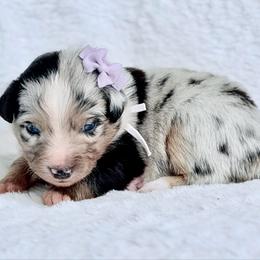 Purple collar - Blue merle female Aussiedoodle puppy in 32046, Florida from River Hill Ranch