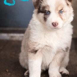 JJ - Red merle female Border Collie puppy in Sanger, California from Flying M Cactus Ranch Buddies