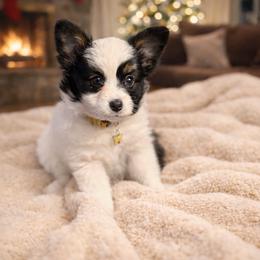Pumpkin - White black and tan female Papillon puppy in Coatesville, Indiana from Wendy’s Wings