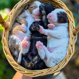 Galena - Red merle female Aussiedoodle puppy in Centreville, Mississippi from Trin's Designer Doodles