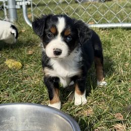 Lena - Black tri female Miniature Australian Shepherd puppy in Marion, Michigan from Highland Hills Mini Aussies
