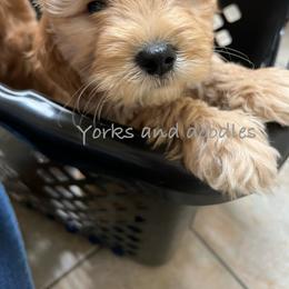 Goldendoodle Puppies from Yorks and doodles