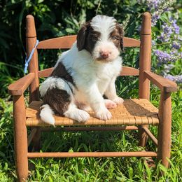 Canoe - Tri-color male Bernedoodle puppy in Mount Pleasant, Tennessee from Amy Brewer