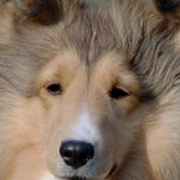 Shetland Sheepdogs from Wellington Shelties
