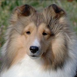 Shetland Sheepdogs from Wellington Shelties