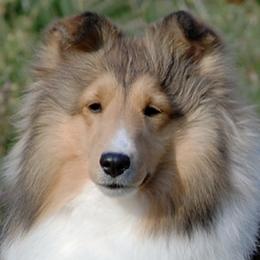 Shetland Sheepdogs from Wellington Shelties