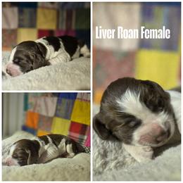 Roan female - Liver white and roan female English Springer Spaniel puppy in Jesup, Georgia from 31 Pines Kennels