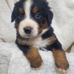 Girl 3 - Black rust and white female Bernese Mountain Dog puppy in Nicholson, Georgia from Bernese Mountain Dogs of Pony Trail Farm