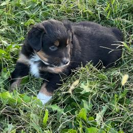 Elsa - Black tri female Miniature Australian Shepherd puppy in Stuart, Iowa from Arbor Hill Aussies
