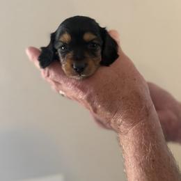 Finn - Black and tan male Dachshund puppy in Florida from Best Shepherds