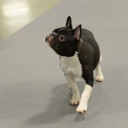 Boxers and French Bulldogs from Dornlea