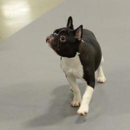 Boxers and French Bulldogs from Dornlea