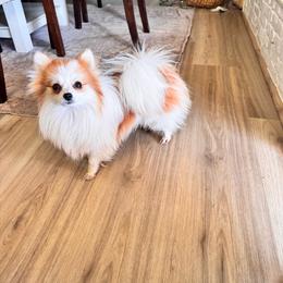 Rosie - Orange parti female Pomeranian puppy in Phoenix, Arizona from Luxpomz