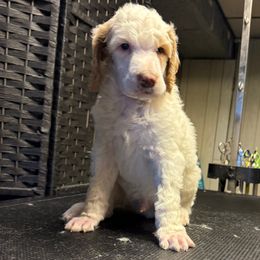 Megladon - Parti male Poodle puppy in New Kensington, Pennsylvania from Happy puppy tails