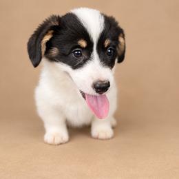 Finn - White and black male Pembroke Welsh Corgi puppy in Ramona, Oklahoma from Eden Farms Corgis