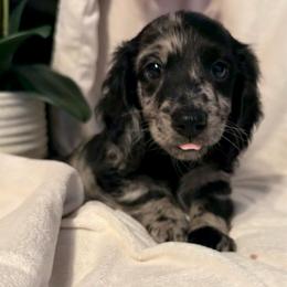 Farfalle - Dapple male Dachshund puppy in Kentucky from Wonderful Weiners