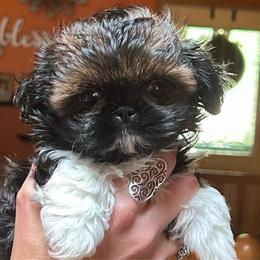 Gazelle - Sable and white female Shih Tzu puppy in Nekoosa, Wisconsin from Brox Acres House of Fur LLC