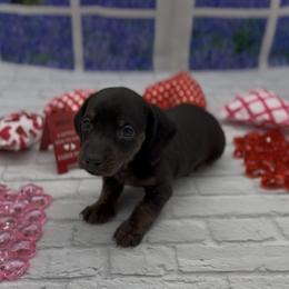 Black and Tan Smooth Female (Brindle Points) - Black and tan female Dachshund puppy in Killeen, Texas from Southern Dachshunds