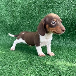Patches - Piebald male Dachshund puppy in Hawley, Texas from Little e Dachshunds