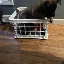 Belgian Malinois Puppies from Focused Obedient Belgian Malinois