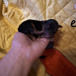 Girl 1 4000 - Black and gold female Yorkshire Terrier puppy in Indianapolis, Indiana from Supreme Pups