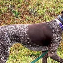 German Shorthaired Pointers from Heel to Point Shorthairs