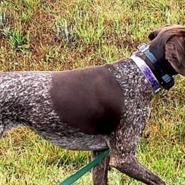 German Shorthaired Pointers from Heel to Point Shorthairs